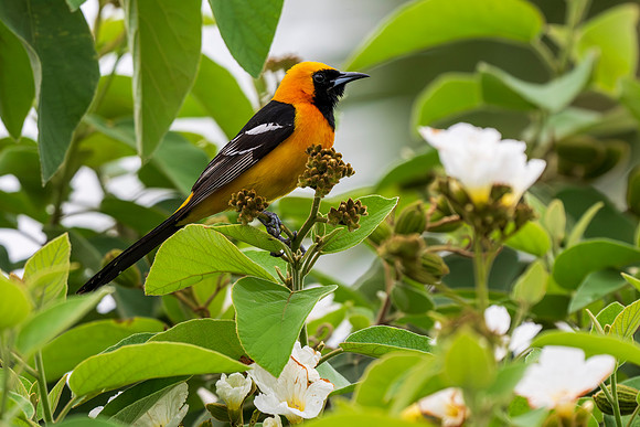 Backyard birds_MAK9929