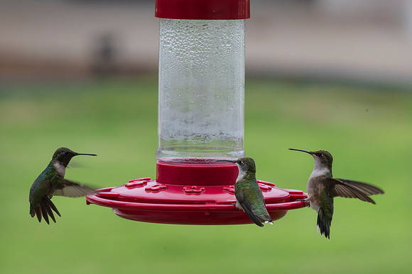 Backyard birds_MAK0052