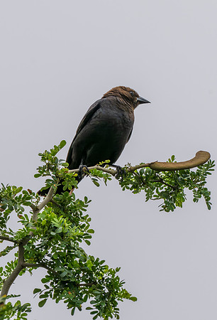 Backyard birds_MAK9874