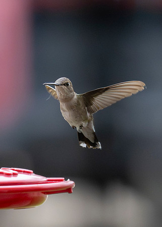 Backyard birds_MAK9848