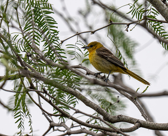 Backyard birds_MAK9830
