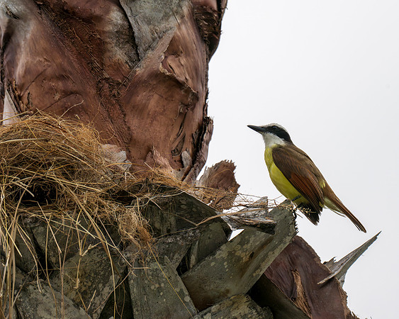Backyard birds_MAK9906