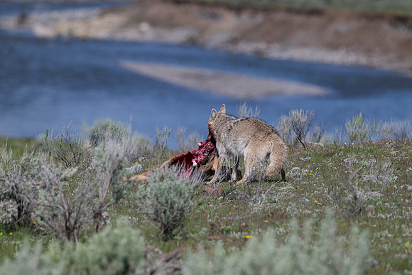 Yellowstone _MAK0349