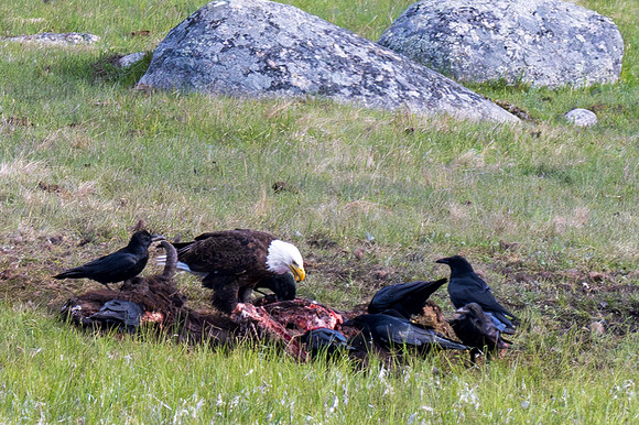 Yellowstone _MAK0140-Enhanced-NR
