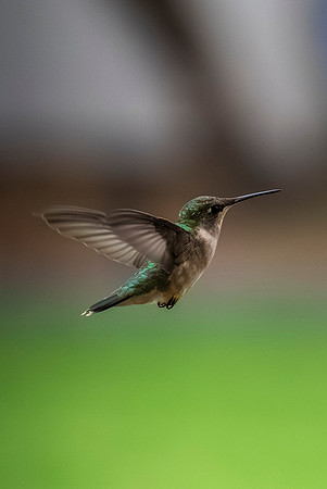 Backyard birds_MAK0102