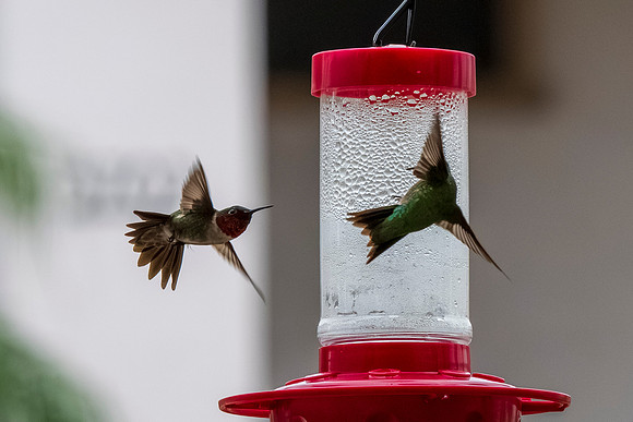 Backyard birds_MAK0238