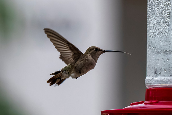 Backyard birds_MAK0169