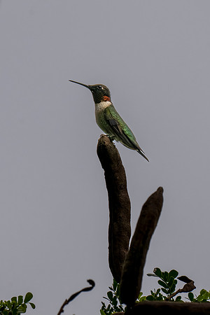 Backyard birds_MAK0133