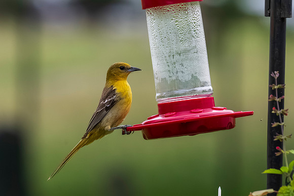 Backyard birds_MAK0110
