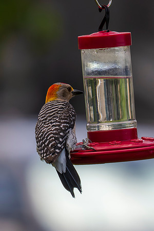Backyard birds_MAK0077