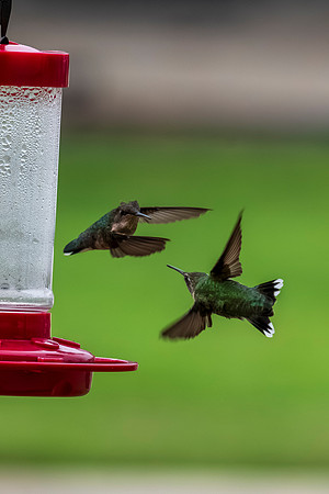 Backyard birds_MAK0089