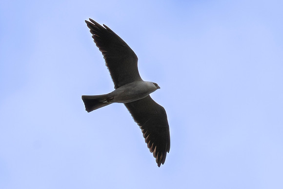 Missippi Kites_MAK0299
