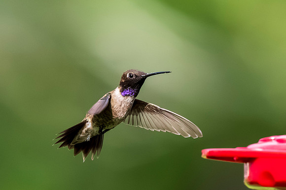 Backyard birds_MAK0613