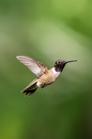 Backyard birds_MAK0614