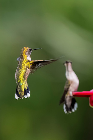 Backyard birds_MAK0586