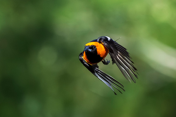 Backyard birds_MAK0660