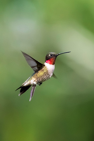 Backyard birds_MAK0477
