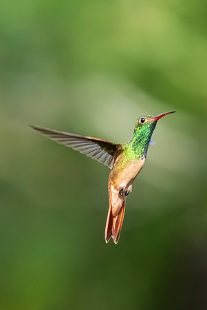 Backyard birds_MAK0488