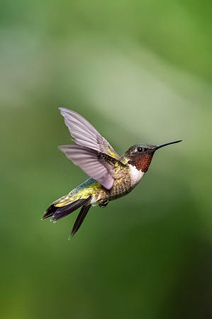 Backyard birds_MAK0475