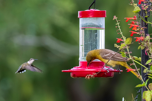 Backyard birds_MAK0550