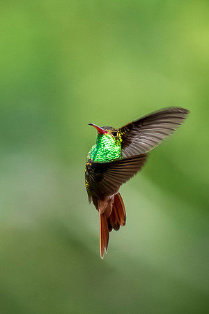 Backyard birds_MAK0469