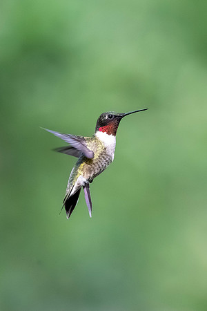 Backyard birds_MAK0447