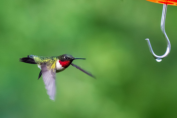 Backyard birds_MAK0433