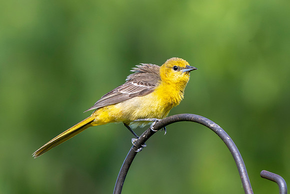 Backyard birds_MAK0427