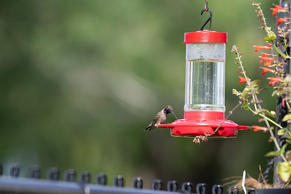 Backyard birds_MAK0630