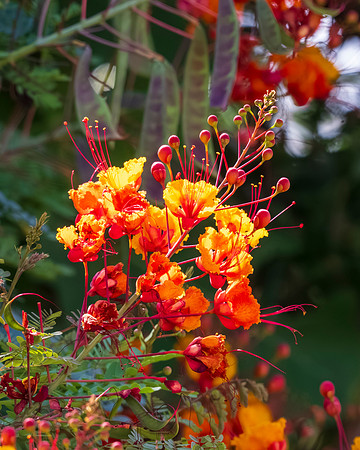 Flora and Fauna_MAK0730