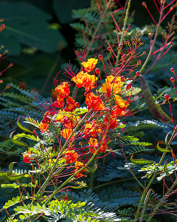 Flora and Fauna_MAK0727