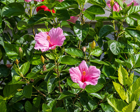 Flora and Fauna_MAK0725