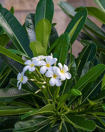 Flora and Fauna_MAK0720