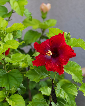 Flora and Fauna_MAK0712