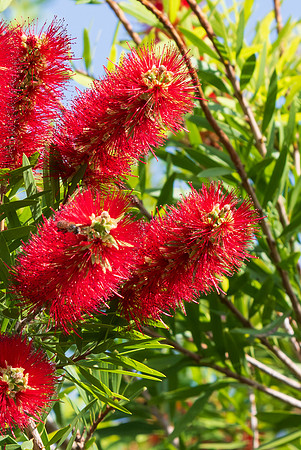 Flora and Fauna_MAK0708