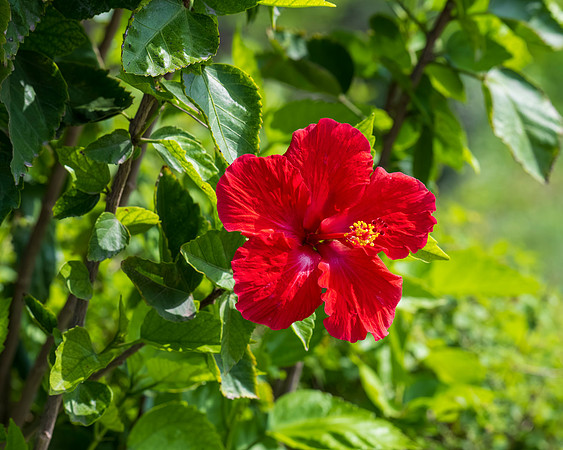 Flora and Fauna_MAK0723