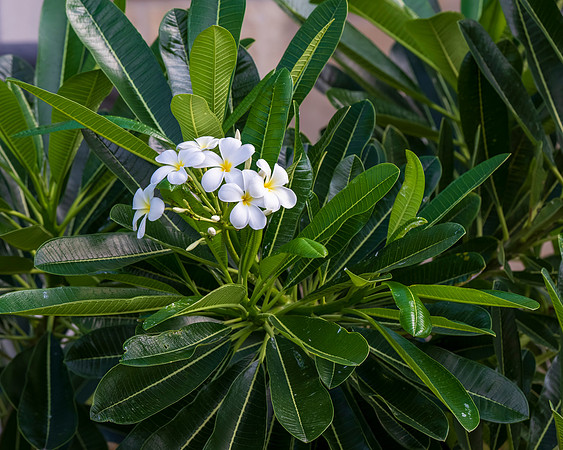 Flora and Fauna_MAK0715