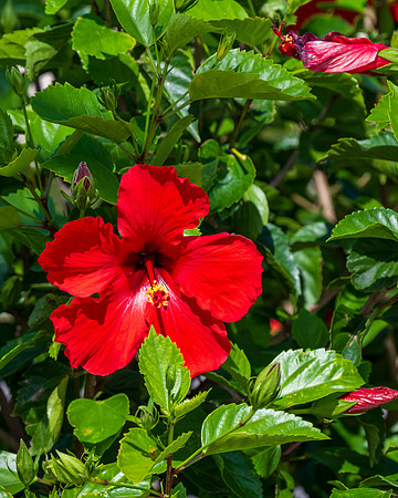 Flora and Fauna_MAK0704