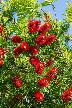 Flora and Fauna_MAK0707