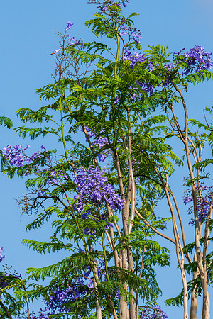 Flora and Fauna_MAK0697