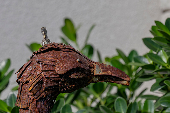 Flora and Fauna_MAK0684