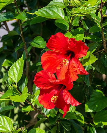 Flora and Fauna_MAK0701