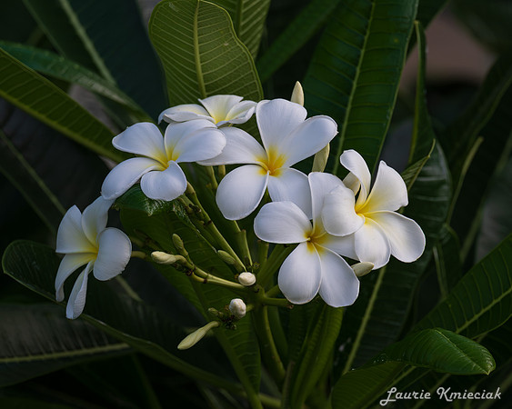 lak-mrDeMill-DSC_2144
