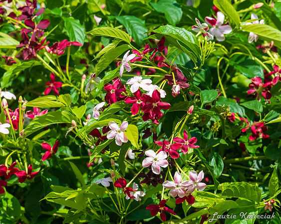 lak-mrDeMill-DSC_2151