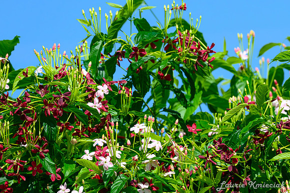 lak-mrDeMill-DSC_2152