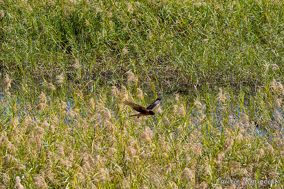 Bentsen-Rio Grande State ParkLAK_1637