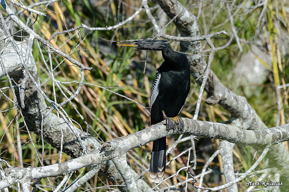 Estero Llano Grande-MAK_2852