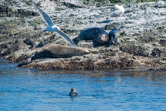 Nwhidby-LAK_3870