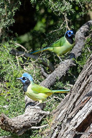 World-birding-MAK_3183