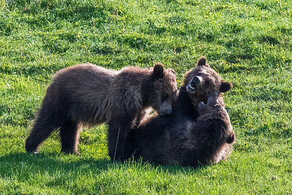 Yellowstone _MAK4102
